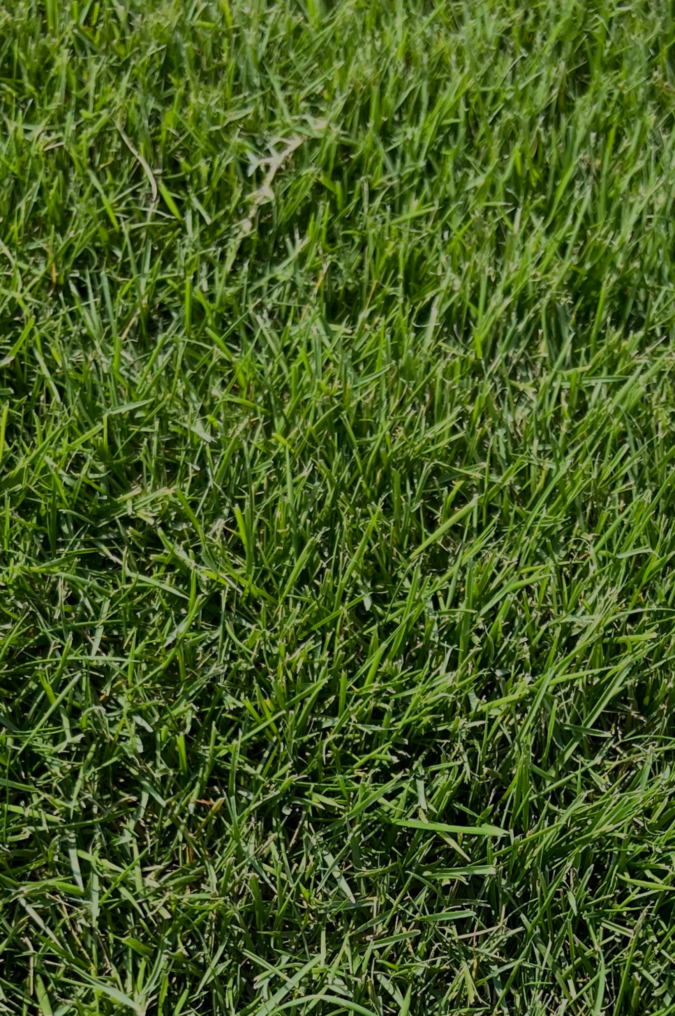 ZEON ZOYSIA