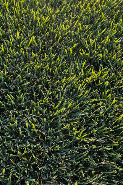 PALISADES ZOYSIA