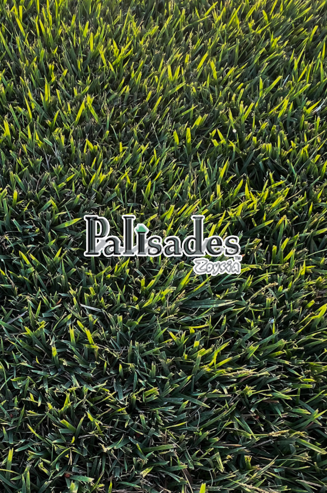 PALISADES ZOYSIA