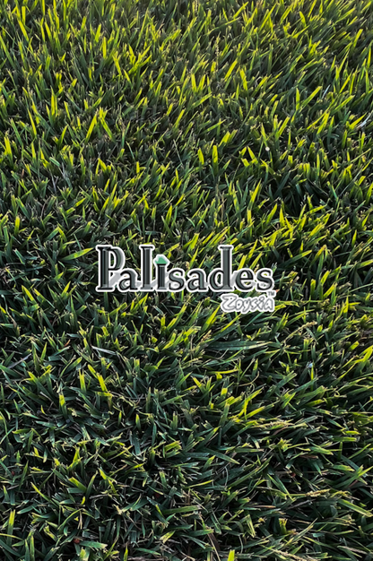 PALISADES ZOYSIA