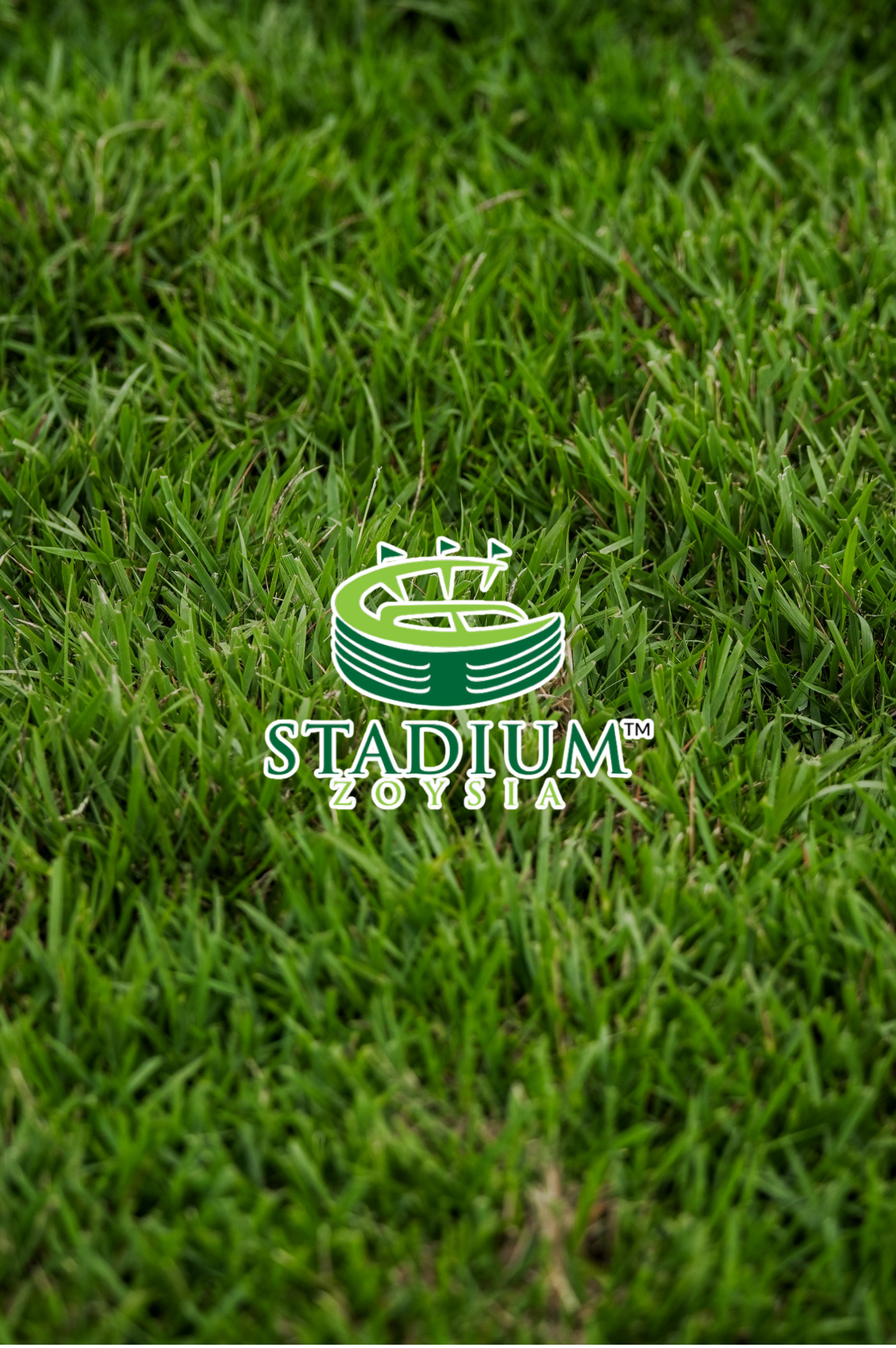 STADIUM ZOYSIA