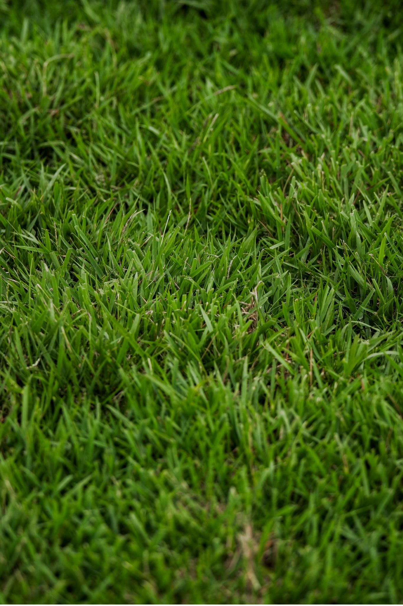 STADIUM ZOYSIA
