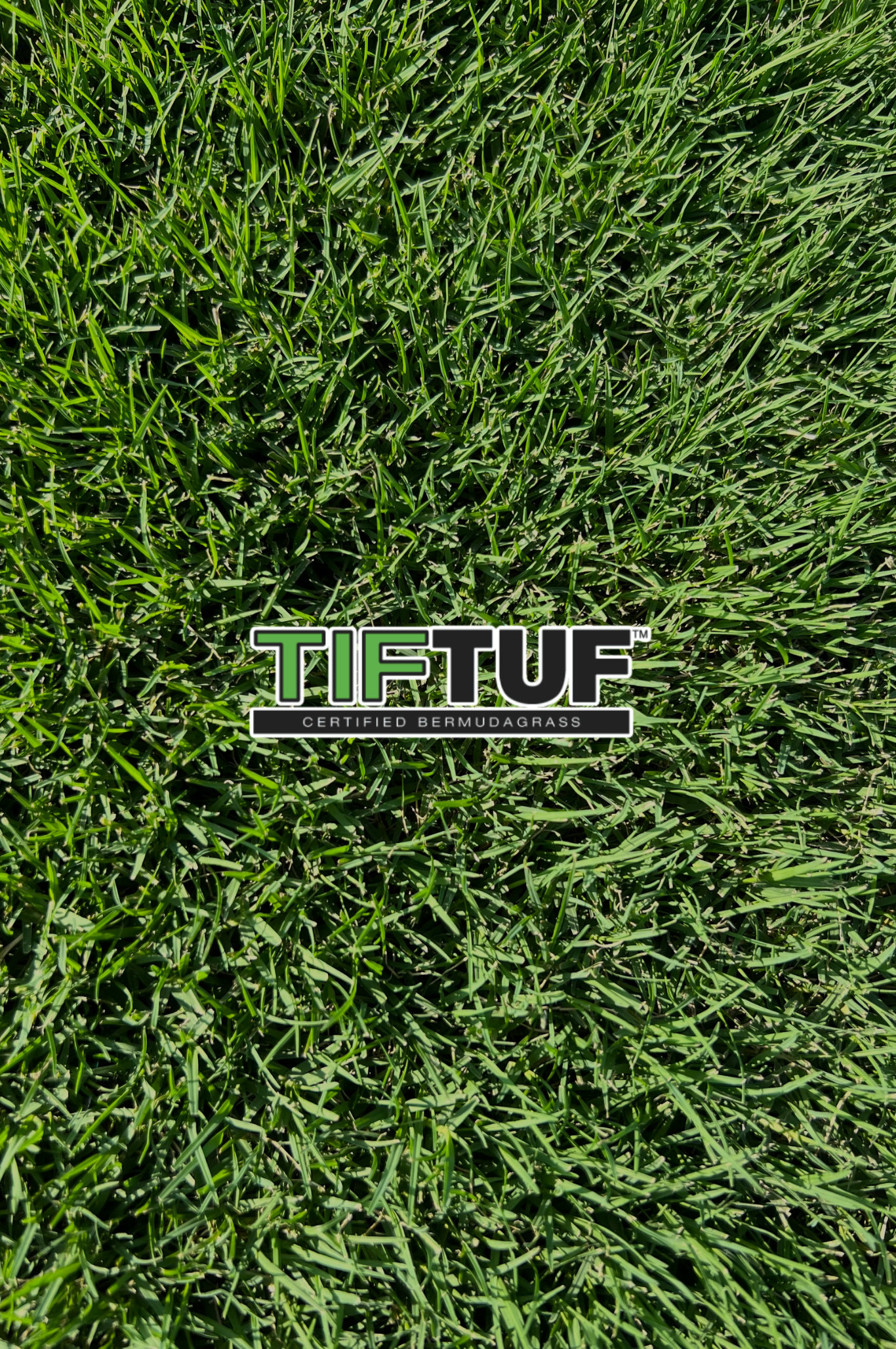 TIFTUF BERMUDA