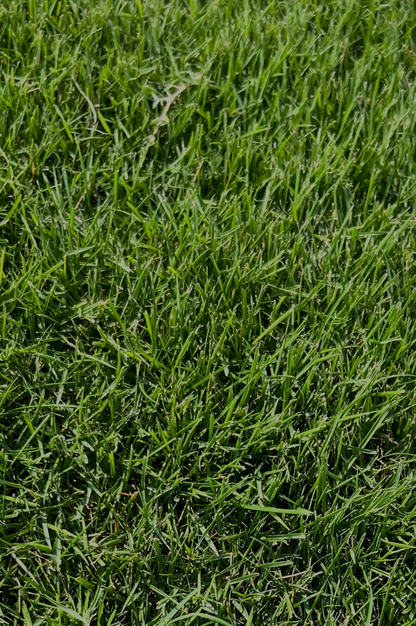 ZEON ZOYSIA